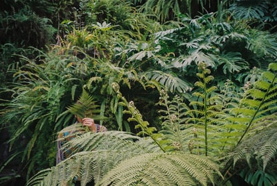 绿色蕨类植物